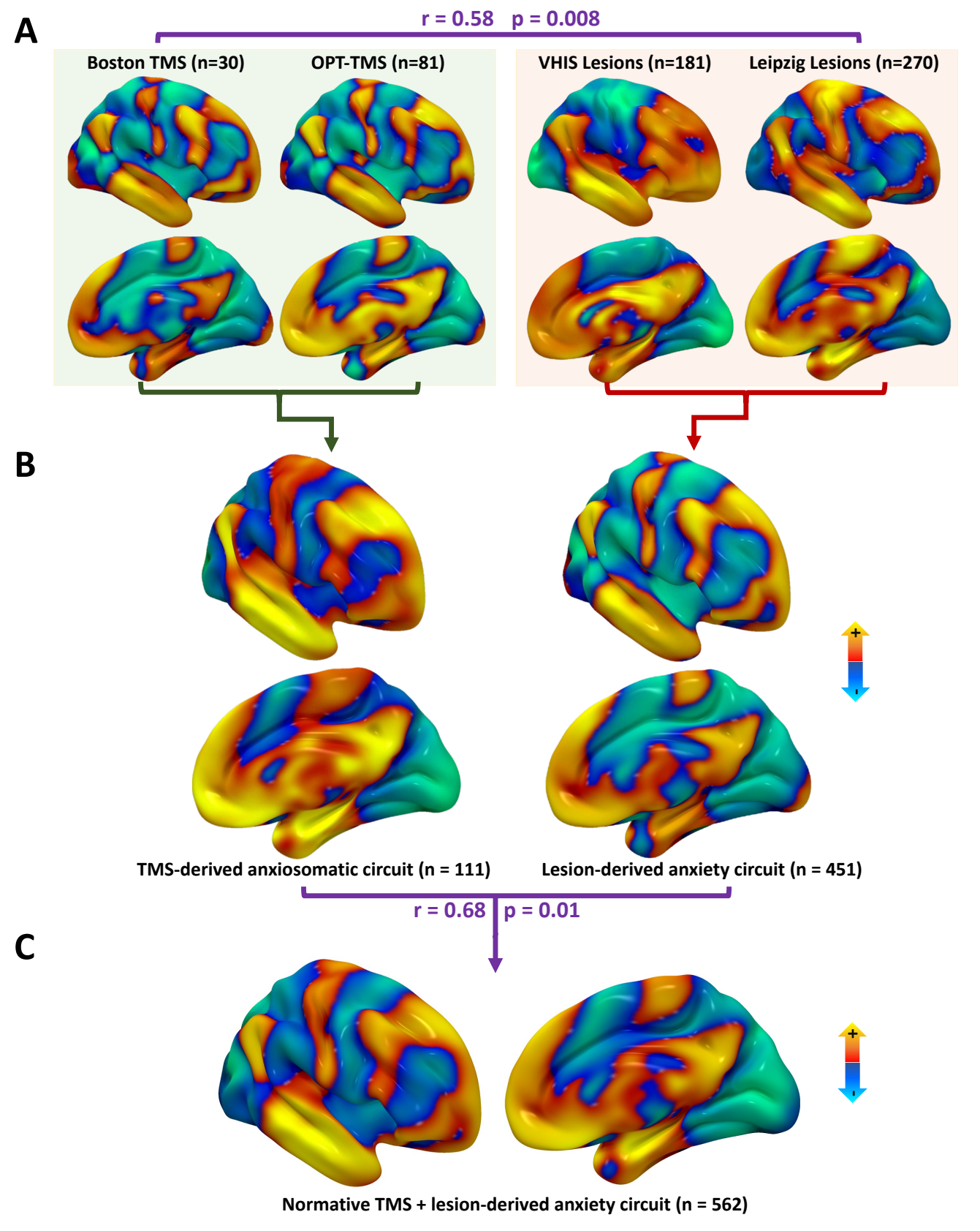 Anxiety circuit maps from Figure 2 of the study’s 2024 preprint.